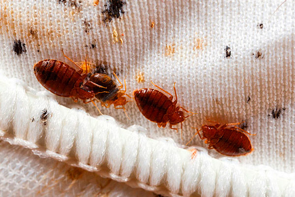 Bed Bugs Pest Control